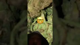 Adventures in Cannabis 🤟🏽 #concentrate #BUDTalk #education #cannabis #florida