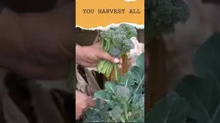 Harvesting Broccoli Side Shoots: Maximize Your Garden's Yield!