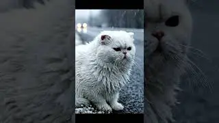 kucing meong di cuaca salju pinggir jalan#고양이 #냥이 #냥스타그램 #고양이그램 #고양이일상