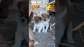 cutest 😍 brother happy #pets #retreiver #cutepet #puppy #goldenretreiver #cuteanimal #funny