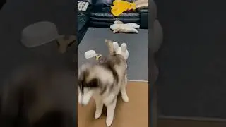 #thehuskylove #huskyloverszone #siberianhuskylover #huskydoglover #huskyfeatures #huskystagram