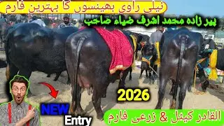 Al qadir Cattle Farm Peer Muhammad Ashraf Zia [ Nili Ravi Buffalo ] Buffalo Farming in Punjab Pak &hellip;