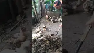 organic fertilizer