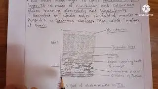 Shell in mollusca note for bsc and msc.