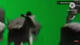 elephant rhino zebra giraffe green screen stampede
