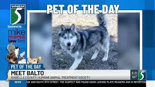 TV5 Pet of the Day: Meet Balto!