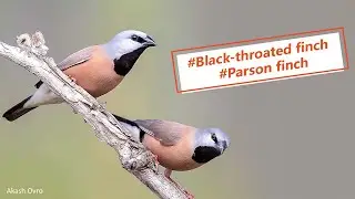 Black throated finch , parson finch