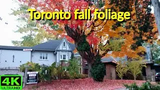 【4K】TORONTO'S ONLY SELF RUN DISTRICT HIGH PARK SWANSEA | TORONTO FALL WALK