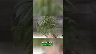 How to Clone and Trim Your Plants | Beginner Plant Propagation Tutorial
