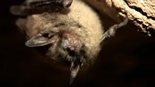 Bats in Texas: Watching for White-nose Syndrome