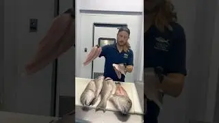 Tilefish Facts