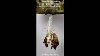 Ruddy Daggerwing Emerging
