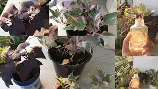 Sweet Potato Vine Care tips & Propagation /varieties/Purple and variegated//Cutting