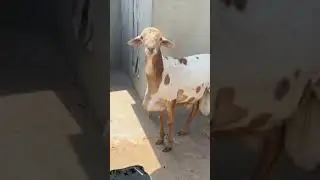 Sodani sheep #goatfarming #beauty #sheep #cattlefarm #animals #shoq #subscribe