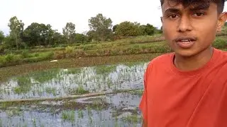 ✨️Shetamdhe ropala pani solayla gelelo..|🌿शेती | भात पेरणी🌾....