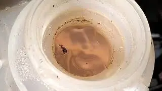 Melhor produto para limpeza de Rádiador