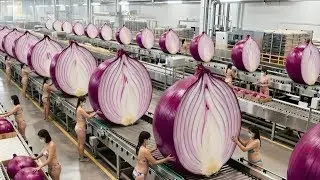 Inside the Largest U.S. Onion Factory: How Raw Onions Become Premium Powder