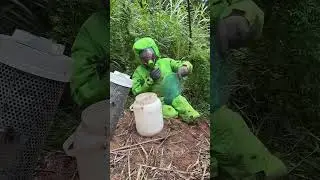 🐝Hornet Nest Found 🐝Extreme Danger ⚠️Wildlife Documentary #honey #waspNest #animal #viral  #short