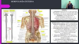ANATOMÍA: MÉDULA ESPINAL y RAÍCES ESPINALES