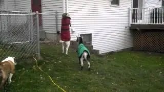 Goat Coats