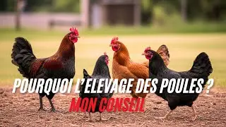 L&rsquo;int&eacute;r&ecirc;t colossal derri&egrave;re l&rsquo;&eacute;levage de volaille 
