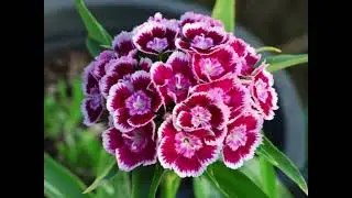 J. C. Bach -  W C37  Sinfonia concertante for flute, oboe & bassoon in E flat major