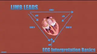 5 Minute EMS Review: Limb Leads | ECG Interpretation Basics