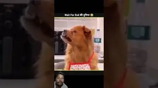 animals funny video 🤣🤣 #animals #trending #youtube #short