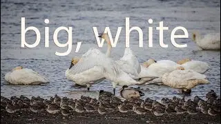 Big, White