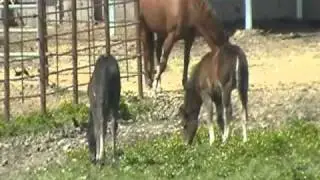 Observing Baby Horses Behavior (foals) in New Herds - Rick Gore Horsemanship