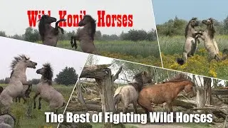 The Best of Fighting Wild Horses