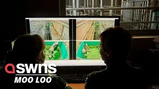 Cows are being potty trained - to save the planet | SWNS