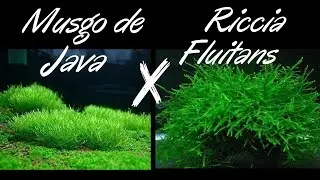 Musgo de Java  X  Riccia Fluitans