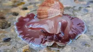 鼻頭角 泡螺 Hydatina physis