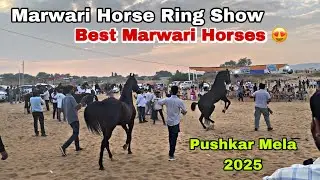 Pushkar Mela 2025 | Marwari Horse Show 🐎 | 2 Teeth Category #pushkarmela2025 