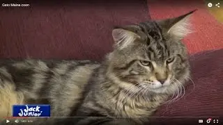 Gato Maine coon