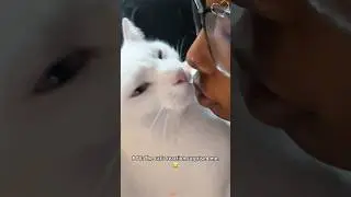 Kissing the Cat 🐈