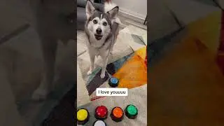 Sapphie the pomsky shows her love to mommy