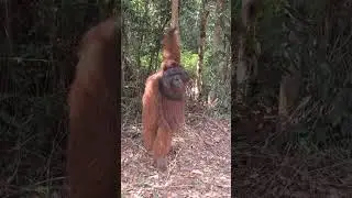 Chill Orangutan Standing Around.
