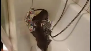 African giant (pouched) rats  - amazing pair working together to build a nest