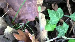 GEOTRUPE Epineux / Geotrupes puncticollis / En For&ecirc;t ! BRUITX