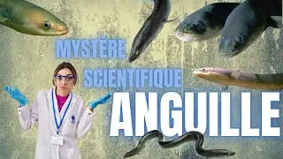 L&rsquo;anguille europ&eacute;enne : une vie secr&egrave;te entre science et l&eacute;gende