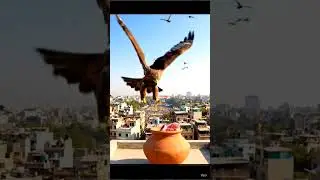 for bird safety delhi forest department put chicken in every city #indian#birdcollision #republicday
