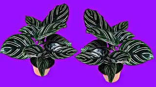 Cara membuat daun cantik dari plastik kresek// tanaman calathea dari kresek// @ARISJOWOCHANNEL
