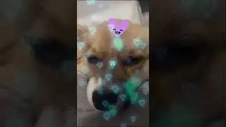 Rocky is so cute ! | Overlay edit