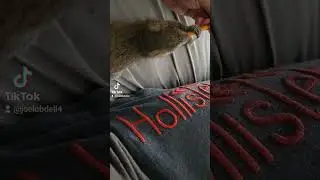 #squirrelmaster #fjb