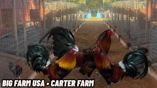 David Carter - Drinking Feeding Time Free Range Shape Outdoor Chicken Coop Big Farm USA