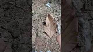peek at cute animals covered in leaves #archery #funnyanimals #cuteanimals #nature #awesomethings