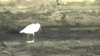 Snowy Egrets foraging for food at Half Moon Bay