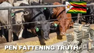 Is Pen Fattening Really Profitable In Zimbabwe? Full Profit Breakdown 